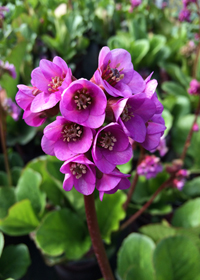 Bergenia purpurascens